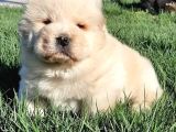 Çi̇n Aslani Yavrularimiz Chow Chow