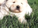 Çi̇n Aslani Yavrularimiz Chow Chow