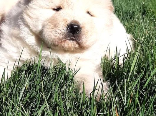 Çi̇n Aslani Yavrularimiz Chow Chow görsel