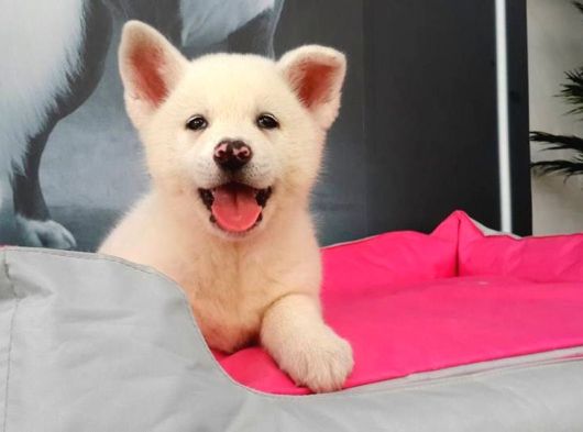 Beyaz Japon Aki̇ta Inu Yavrulari̇ İstanbul görsel