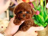 Kop Koyu Toy Poodle Bebekleri̇m İstanbulda