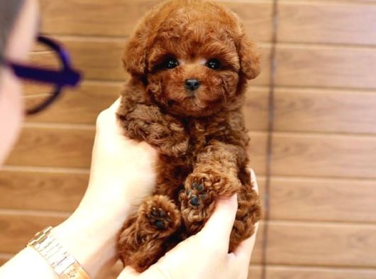 Kop Koyu Toy Poodle Bebekleri̇m İstanbulda