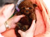 Kop Koyu Toy Poodle Bebekleri̇m İstanbulda