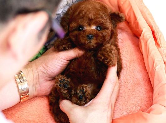 Kop Koyu Toy Poodle Bebekleri̇m İstanbulda görsel