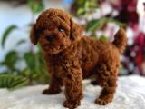 ORJİNAL SAFKAN TOY POODLE BEBEKLERİM