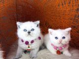 British shorthair bluepoint ve beyaz