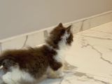 Çikolata Bicolor Munchkin Özel Cüce Kedi