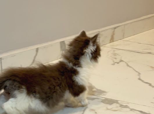 Çikolata Bicolor Munchkin Özel Cüce Kedi görsel