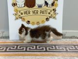 Çikolata Bicolor Munchkin Özel Cüce Kedi