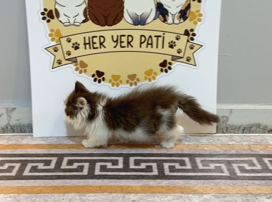 Çikolata Bicolor Munchkin Özel Cüce Kedi görsel