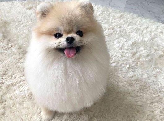 Teacup Pomerani̇an Bebekler görsel