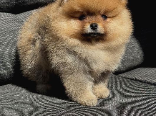 Teacup Pomerani̇an Bebekler görsel