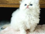 British Longhair Golden Point Ny1233