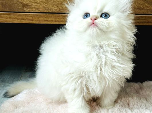 British Longhair Golden Point Ny1233 görsel