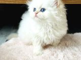 British Longhair Golden Point Ny1233