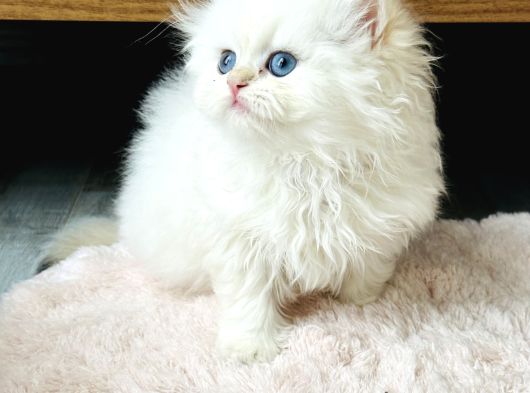 British Longhair Golden Point Ny1233 görsel