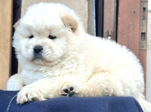 Ayı Surat Chow Chow görsel