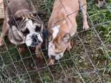 İngiliz Bulldog