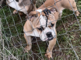 İngiliz Bulldog