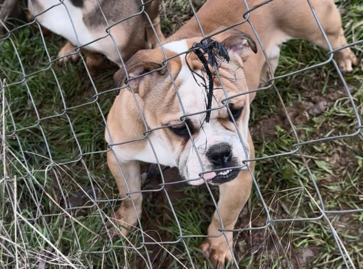 İngiliz Bulldog görsel