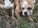 İngiliz Bulldog