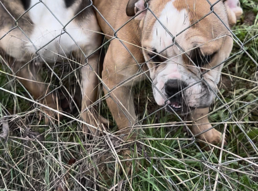İngiliz Bulldog görsel
