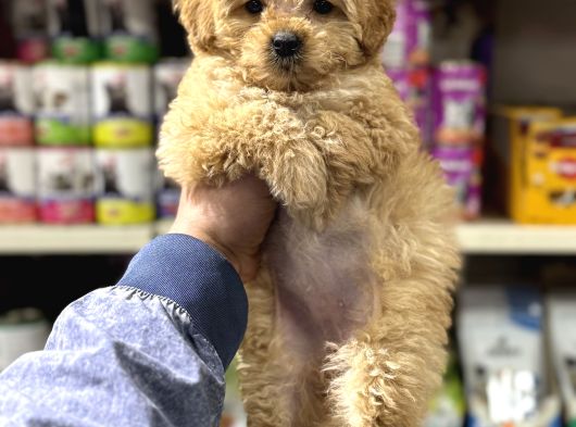 Evinizin Neşesi Olacak Maltipoo Yavrularımız