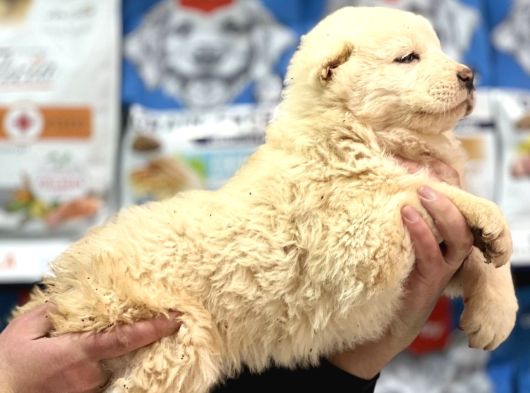Dev Alabai Cao Orta Asya Çoban Köpeği Yavrularımız görsel