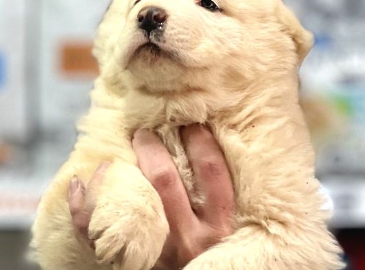 Dev Alabai Cao Orta Asya Çoban Köpeği Yavrularımız görsel