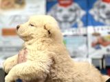 Dev Alabai Cao Orta Asya Çoban Köpeği Yavrularımız