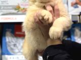 Dev Alabai Cao Orta Asya Çoban Köpeği Yavrularımız