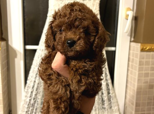 Tr Nin En Koyu Toy Poodle Yavrusu görsel