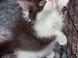 Çikolata Bicolor Munchkin Özel Cüce Kedi