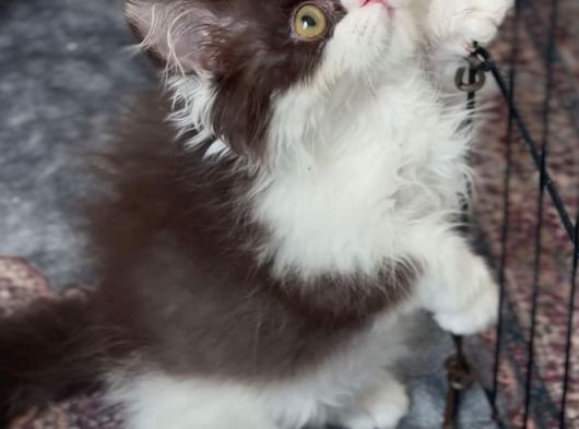 Çikolata Bicolor Munchkin Özel Cüce Kedi görsel