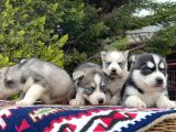 Mavi Gözlü Mükemmel Husky Sibirya Kurdu Yavrular