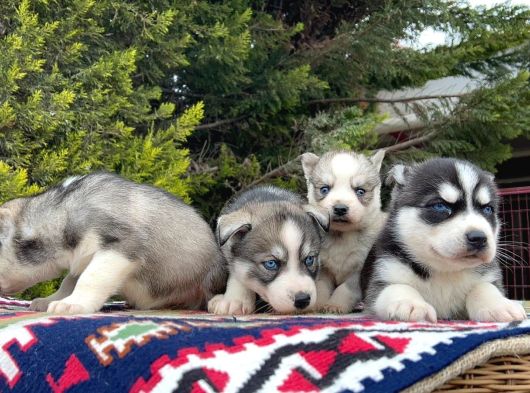 Mavi Gözlü Mükemmel Husky Sibirya Kurdu Yavrular görsel