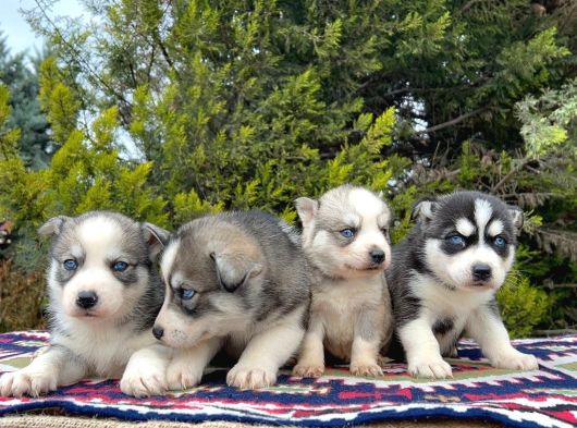 Mavi Gözlü Mükemmel Husky Sibirya Kurdu Yavrular görsel