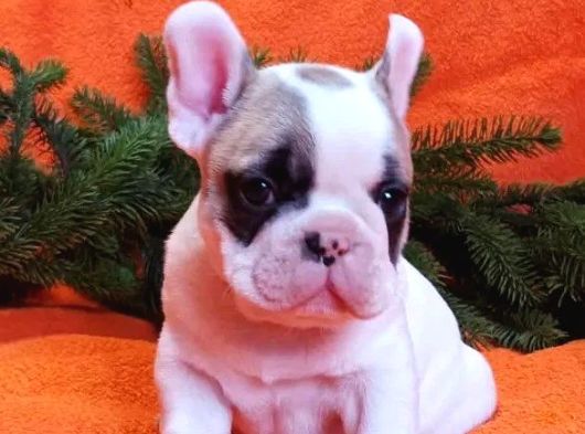 Anatomi̇ Hari̇kasi Fransiz Bulldog Yavrularimiz görsel