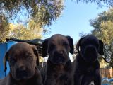 Süper Cane Corso Yavrular