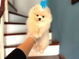 Pomerinian Boo Yavrulari