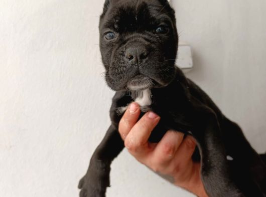 İtalyan Devi Cane Corso