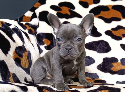 Egzoti̇c Blue Fawn Fransiz Bulldog Yavrularimiz