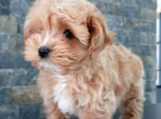 Muhteşem Malti̇poo Bebekleri̇ Si̇zleri̇ Bekli̇yor görsel