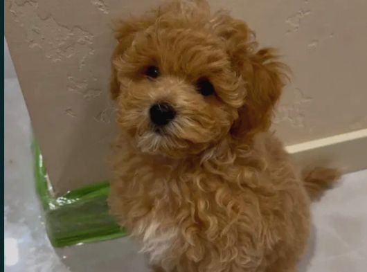 Mükemmel Maltipoo Yavruları görsel