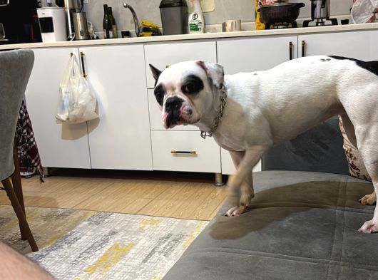 French Buldog Mika Sahiplendirilecektir görsel