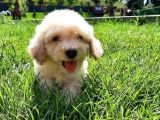 MUHTEŞEM MALTİPOO BEBEKLERİ SİZLERİ BEKLİYOR
