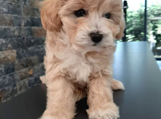 Muhteşem Malti̇poo Bebekleri̇ Si̇zleri̇ Bekli̇yor görsel