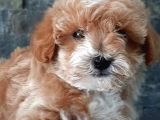 Muhteşem Malti̇poo Bebekleri̇ Si̇zleri̇ Bekli̇yor