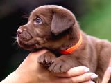 Türki̇yeni̇n En Özel Çi̇fli̇ği̇nden Labrador Yavrulari
