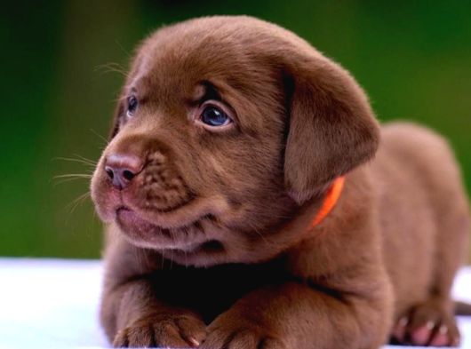 Türki̇yeni̇n En Özel Çi̇fli̇ği̇nden Labrador Yavrulari görsel